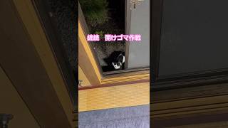 ネコと子ネコとおじさん　ニャンズ帰宅計画　続続開けゴマ作戦　#shorts #cat #cats #猫 #子猫 #保護猫