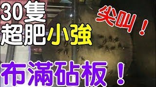 「30隻超肥小強」布滿砧板｜新聞享知識《享知識TV》