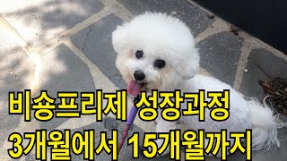 비숑프리제 아기에서 성견까지.. 1년의 기록(흑역사포함)