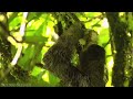 Amazon 4k - The World’s Largest Tropical Rainforest Part 2  Jungle Sounds  Scenic Relaxation Film