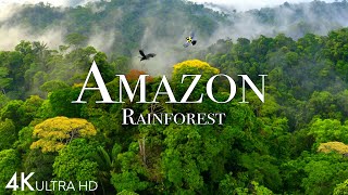 Amazon 4k - The World’s Largest Tropical Rainforest Part 2 | Jungle Sounds | Scenic Relaxation Film