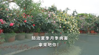 防治夏季月季病害，拿来吧你！