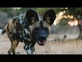 African Wild Dogs Up Close in Mana Pools