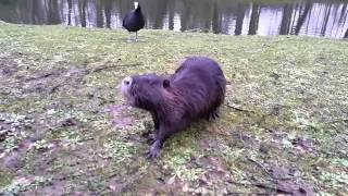 Nutria - Fütterung