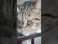 おはようにゃ🐾 猫 猫のいる暮らし マンチカン cat かわいい