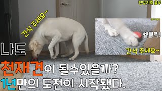 천방지축 율무 리트리버의 천재견 도전기♥  (천재견이 머죠? 먹는건가요??   귀여움주의)