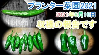 【プランター菜園2021】キュウリとシシトウとピーマンの収穫　2021年6月19日