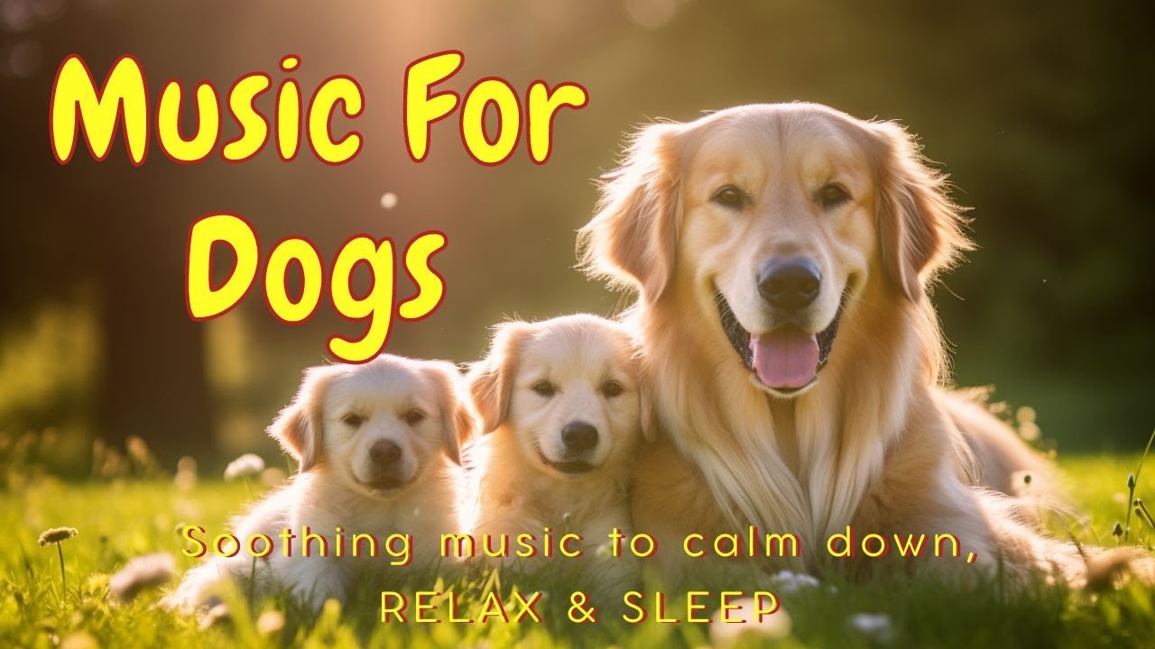 Soothing Music For Dogs To Calm Down Relax Sleep 8 Hours Music