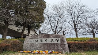 【DJI Pocket2】小松川千本桜（咲いてない）【2024年3月24日撮影】