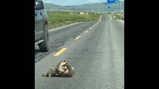 Marmots fighting on highway road #shorts #marmots #marmot #fight #fighting #highway #road