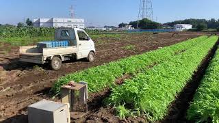 水菜　収穫準備②