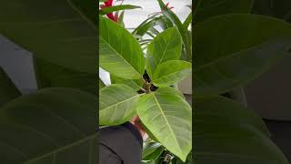 $15 Ficus Yellow Gem at Walmart 😱 Plant Shop with Me | BIG BOX Houseplant Finds