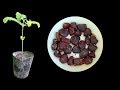 How to Germinate Tamarind Seeds || Large Tree Seeds || Kitchen Spice