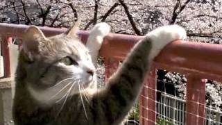 お花見キャット - Cat in Cherry Blossoms -