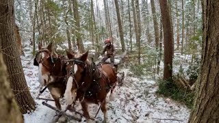 WINTER LOGGING WITH DRAFT HORSES // Calming Nature ASMR #579