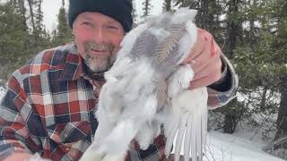 Ptarmigan Hunting, Got My Daily Limit