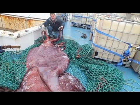 У гигантского кальмара обнаружили три сердца
