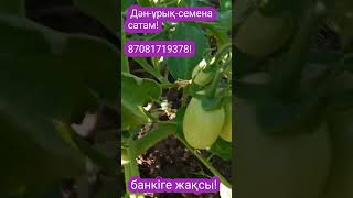 Қызанақ-томат-помидор сортовой \