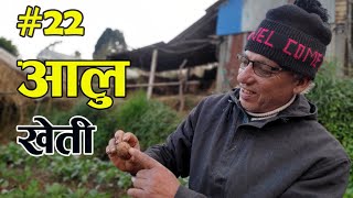 आलु खेती कसरी गर्ने? Everything About Potato Farming in Nepal || Potato Cultivation in Nepal