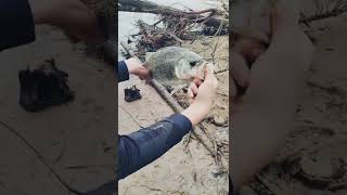 50cm native Australian Bass release (GIANT) #shorts