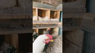 Clean coop with fresh nesting boxes. #nestingbox #layinghens #layingeggs #chickenlife #chickenmomma