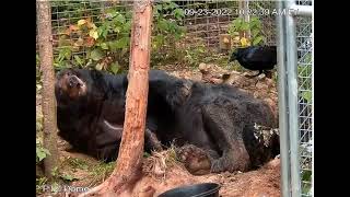 Ted clacking at the pesky raven - 9/23/22