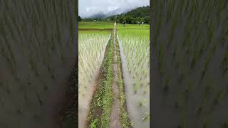 Walking through beautiful rice fields in Chiang Mai, Thailand 🇹🇭