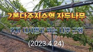 20230424 주지 새로받고있는 2본다주지수형자두나무