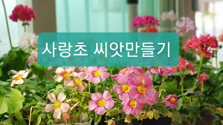 사랑초 씨앗만드는 방법 How to make Oxalis seeds