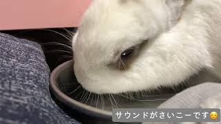 うさぎがお水を飲む音が癒しすぎた✨ASMR。作業用。