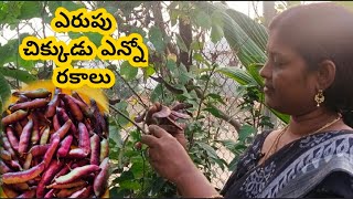 పర్పుల్ చిక్కుడు హార్వెస్టింగ్.. ఇన్ని రకాల చిక్కుళ్ళు ఎక్కడ చూసి ఉండరు..