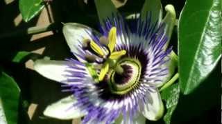 Blumen-Meditation: Passiflora caerula  Blaue Passionsblume  Flower Maditation HD