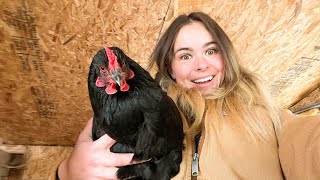 Winter Chicken Keeping | How to Care for Your Flock in Extreme Cold Weather