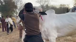 Today Domail Mandi Fathjangi Bulls 21-Feb2025 part 2