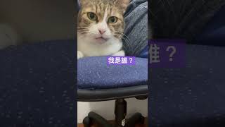 為了罐罐，只好犧牲當人類的靠墊。 #cat #貓 #可愛い猫 #貓咪故事