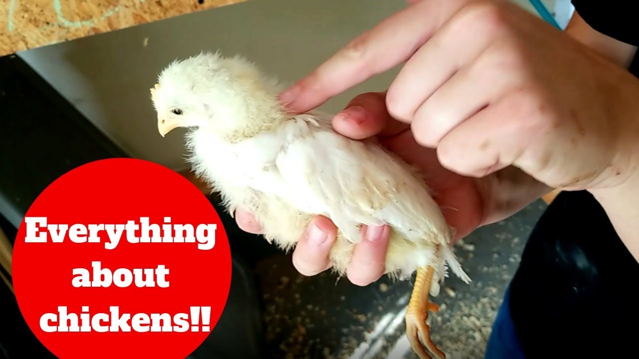 How To Raise Chickens In 2023 - YouTube