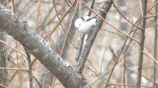 シマエナガの鳴き声　雪の妖精