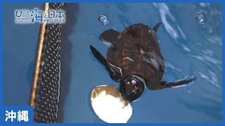 #18 海DO宝　神秘の生き物とふれあう　ウミガメしいく体験 ｜海と日本PROJECT in 沖縄県