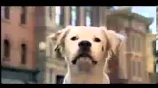 2014 Super Bowl Commercial Budweiser Dalmatian - 2007 Super Bowl Commercial TVC