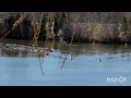 加拿大鹅 canadiangoose goose natural yorkuniversity 加拿大生活 加拿大留学 加拿大留学生活