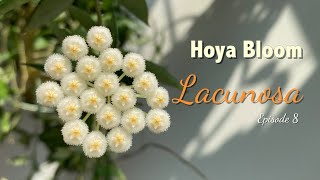 🌼 Hoya LACUNOSA | HOYA BLOOM | Peduncle growth | Flowering process | Floral scen