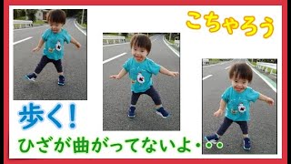 こちゃろうー歩く！【ダウン症2才4か月】