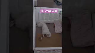 #マルペキ  【相棒と乗り越える】 #マルチーズ  #ペキニーズ #mix犬  #shorts