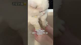 救命！第一次见泡脚开花的小猫！爱养生的猫！#无处安放的小jio #小猫咪的爪子有多好rua #快看啊这是我的猫