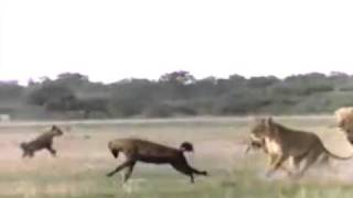 Lion The Hyena Killer