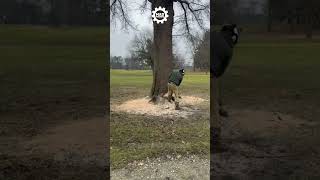 Good Technique for Cutting Tree  #shorts  #chainsaw #arboriculture #arborist #logging #treeremoval