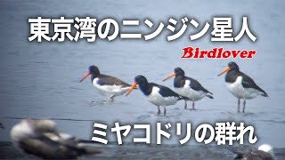 野鳥撮影・ ミヤコドリ・海の音 /Eurasian Oystercatcher  /4K