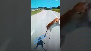 Bambi's mom decided to go out a different way