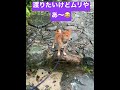 渡りたいけど渡れない。。最後にため息ついた顔する柴犬むぎ　 柴犬 　 shorts