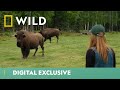 Timmy The Buffalo Has A New Look | Yukon Vet |  National Geographic WILD UK